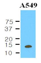 CSTB / Cystatin B / Stefin B Antibody (aa1-98, clone 2F1)
