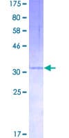 Human CXCL3 / GRO Gamma Protein (Recombinant GST)
