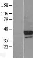 Human PRLTS / PDGFRL Protein (Over-Expression Lysate Myc-DDK (Flag))