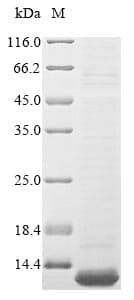 Bombyx mori CECD Protein (Recombinant 6His, N-terminus)