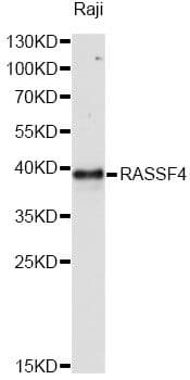 AD037 / RASSF4 Antibody