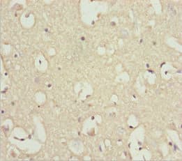 INPP4A Antibody