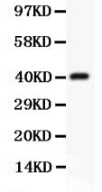 CD3E Antibody (aa23-207)
