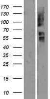 Human OR2T29 Protein (Over-Expression Lysate Myc-DDK (Flag))