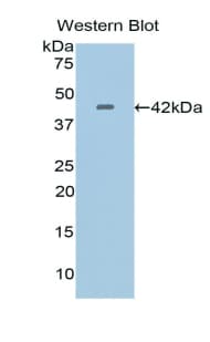 CRY Antibody (aa1-319, PE)