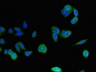 CLSTN2 / Calsyntenin 2 Antibody