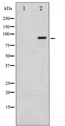 NBN / Nibrin Antibody (phospho-Ser343)