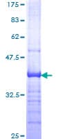 Human ITGB4 / Integrin Beta 4 Protein (Recombinant GST, N-terminus)