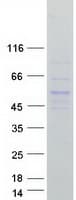 Human NFKBIB / IKB Beta / IKBB Protein (Recombinant Myc-DDK (Flag))