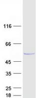 Human DUS1L Protein (Recombinant Myc-DDK (Flag))