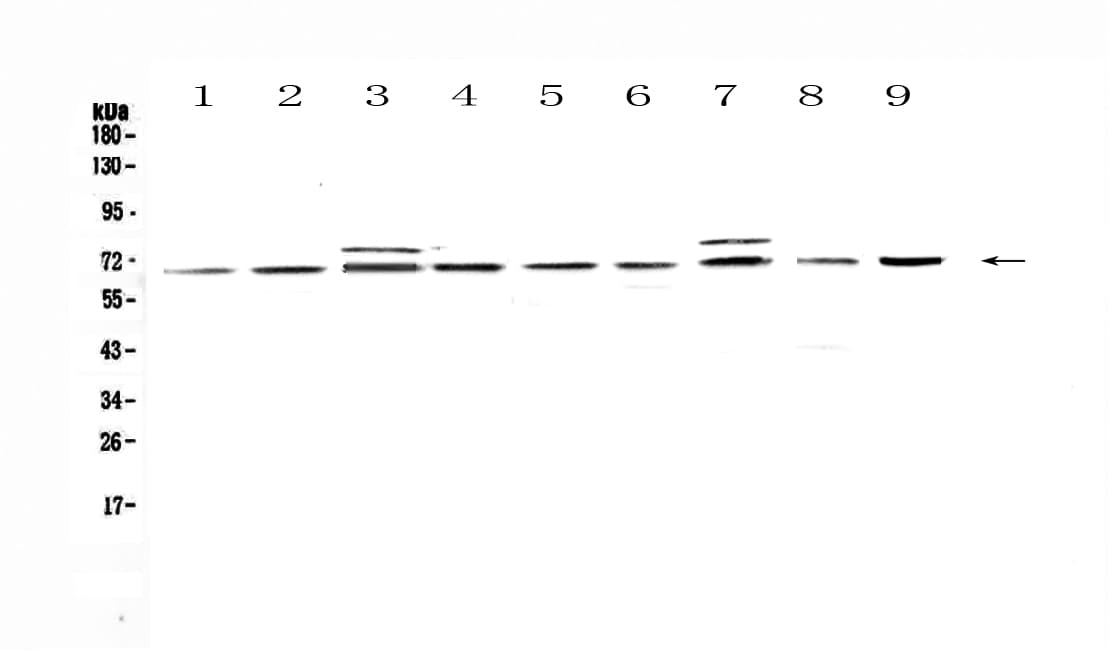 CDC45 Antibody