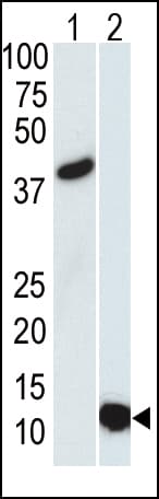 Monoclonal Mouse anti-Human SUMO3 Antibody (clone 76AT630.91.31, WB)
