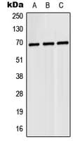 Polyclonal Rabbit anti-Human N4BP2L2 Antibody (Internal, WB)