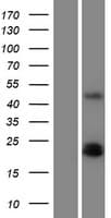 PDGF-AA Protein (Over-Expression Lysate Myc-DDK (Flag))