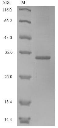 Phospholipase A2 (Pseudechis porphyriacus) Protein (Recombinant 6His-SUMOstar, N-terminus)