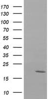 NDUFB10 Antibody (clone OTI2B4)