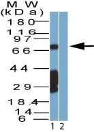 SAMHD1 Antibody