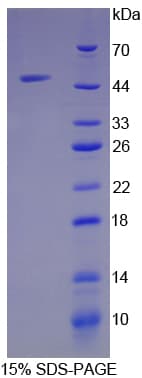 Mouse Antithrombin Protein (Recombinant His)