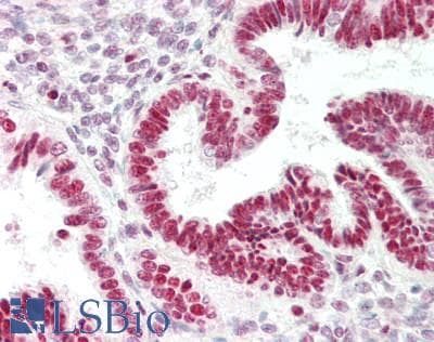 RNASEH1 Antibody (C-Terminus)