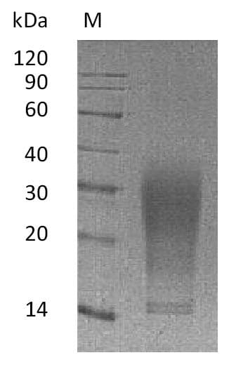 Mouse IL13 Protein (Recombinant 6His, C-terminus)