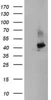 CRYZL1 Antibody (clone OTI1D9)