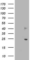 SOCS3 Antibody (clone OTI6C2)