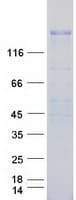 Human ERBB3 / HER3 Protein (Recombinant Myc-DDK (Flag))