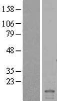 Human ID2 Protein (Over-Expression Lysate Myc-DDK (Flag))