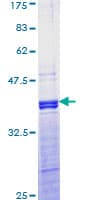 Human AP-1 / JUND Protein (Recombinant GST, N-terminus)