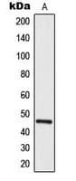 Polyclonal Rabbit anti-Human MNDA Antibody (C-Terminus, IHC, WB)