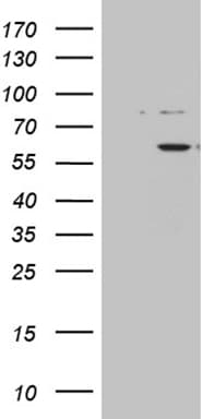 ZNF454 Antibody (clone OTI7C4)
