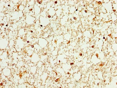 WASF3 Antibody