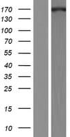 CDK12 / CRKRS Protein (Over-Expression Lysate Myc-DDK (Flag))