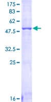 Human FCGR3A / CD16A Protein (Recombinant GST)