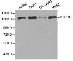 CD45 / LCA Antibody