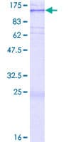 Human PTPMEG / PTPN4 Protein (Recombinant GST)