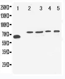 VGF Antibody (aa582-600)