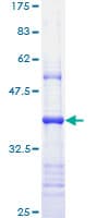 Human APAF1 / APAF-1 Protein (Recombinant GST, N-terminus)