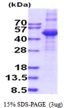 Human TGFB3 / TGF Beta3 Protein (Recombinant His)