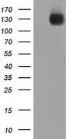 Monoclonal Mouse anti-Human L1CAM Antibody (clone OTI1A8, IF, WB)