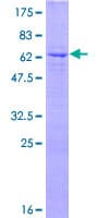 Human JUN / c-Jun Protein (Recombinant GST)