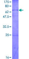 Human C/EBP Epsilon / CEBPE Protein (Recombinant GST)