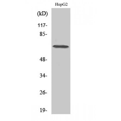 DDX52 Antibody (530-610 aa, C-terminal)