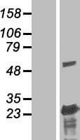 BLOC1S3 Protein (Over-Expression Lysate Myc-DDK (Flag))