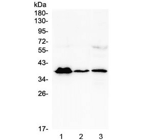 MR1 Antibody