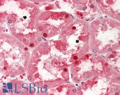 IHC-plus™ APAF1 / APAF-1 Antibody (aa1-464, clone 2E12, Low Endotoxin)