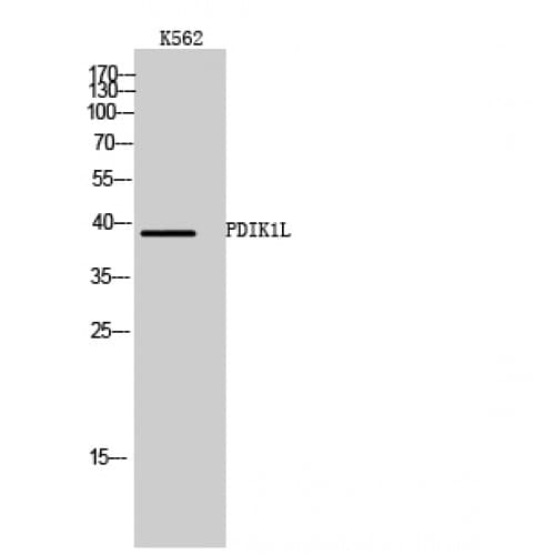 PDIK1L Antibody (70-150 aa, Internal)