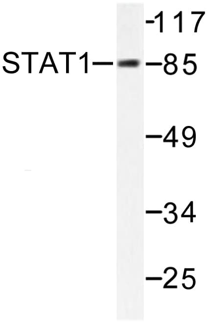STAT1 Antibody (Gly695)