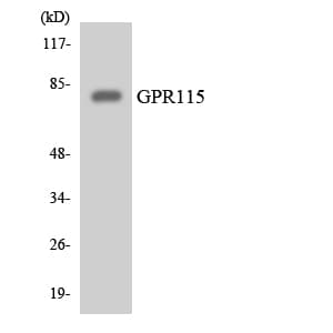 ADGRF4 / GPR115 Antibody (aa313-362)