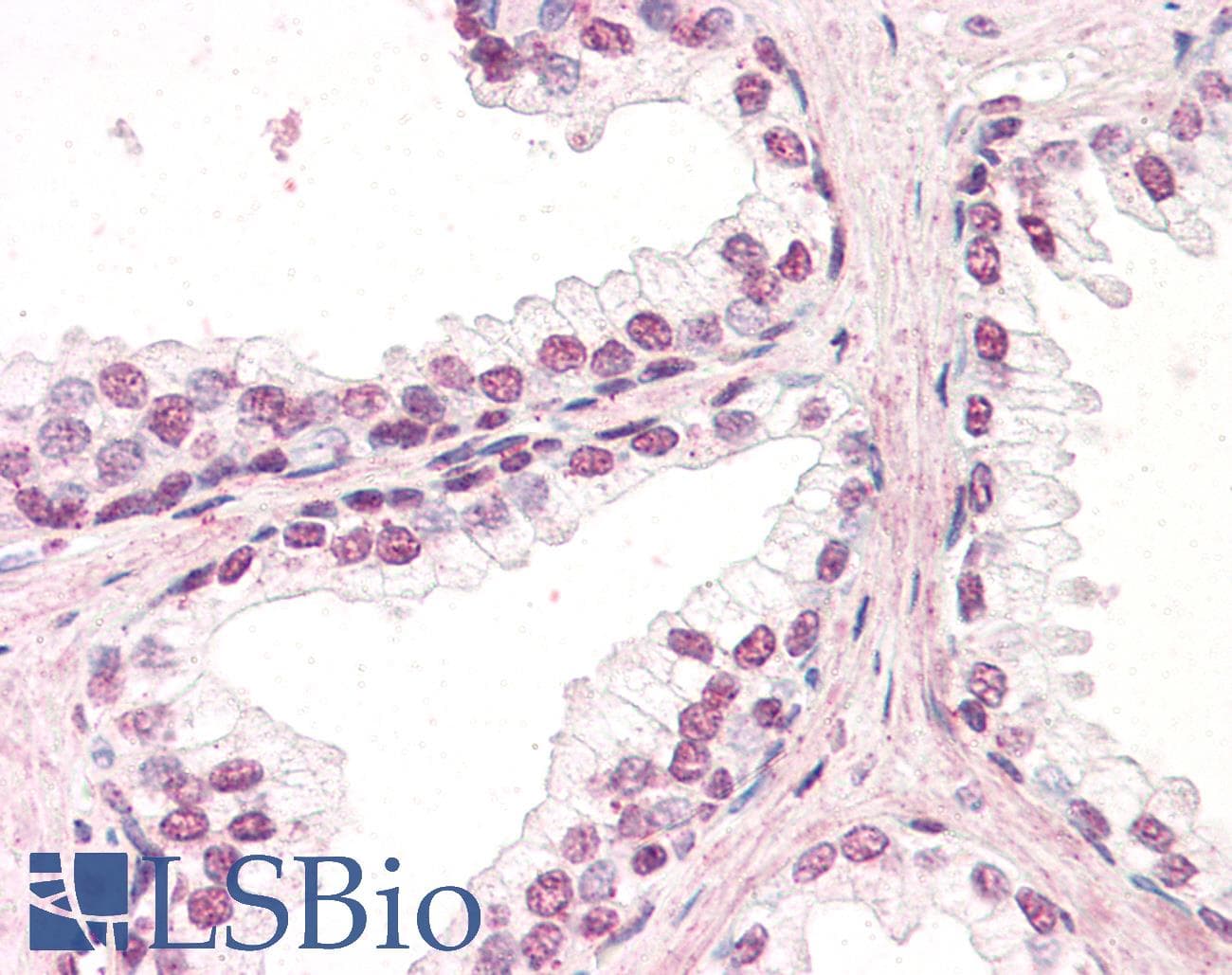 IHC-plus™ ZIC5 Antibody (aa651-663)
